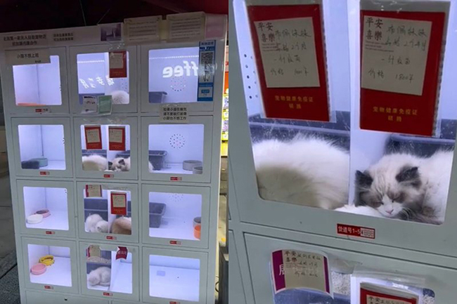 寵物自助格子柜.jpg